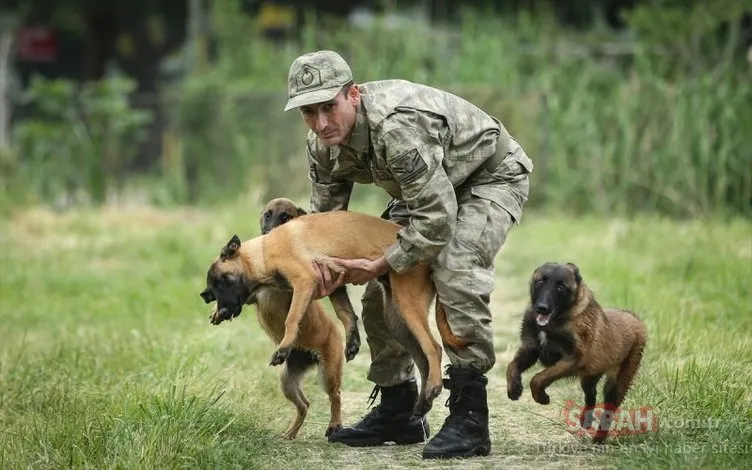 Terörle mücadelede köpekler etkin rol oynuyor