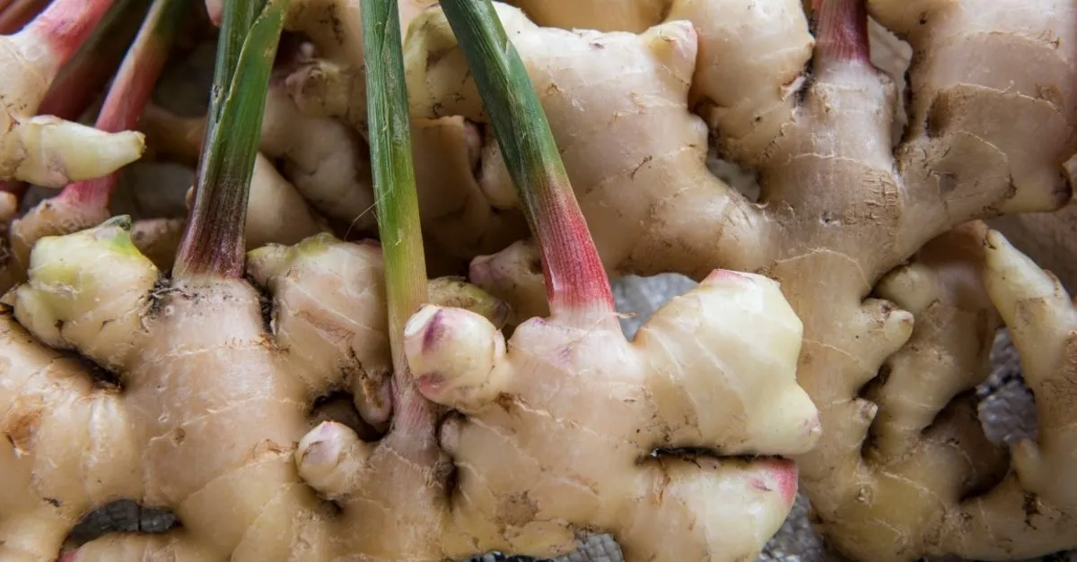 Yogurtla Tuketin Bagisikliginizi Guclendirin Iste Bagisikligi Guclendiren Muthis Besinler Son Dakika Haberler