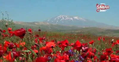Gelincik çiçeklerinin Süphan Dağı ile oluşturduğu manzara hayran bırakıyor | Video