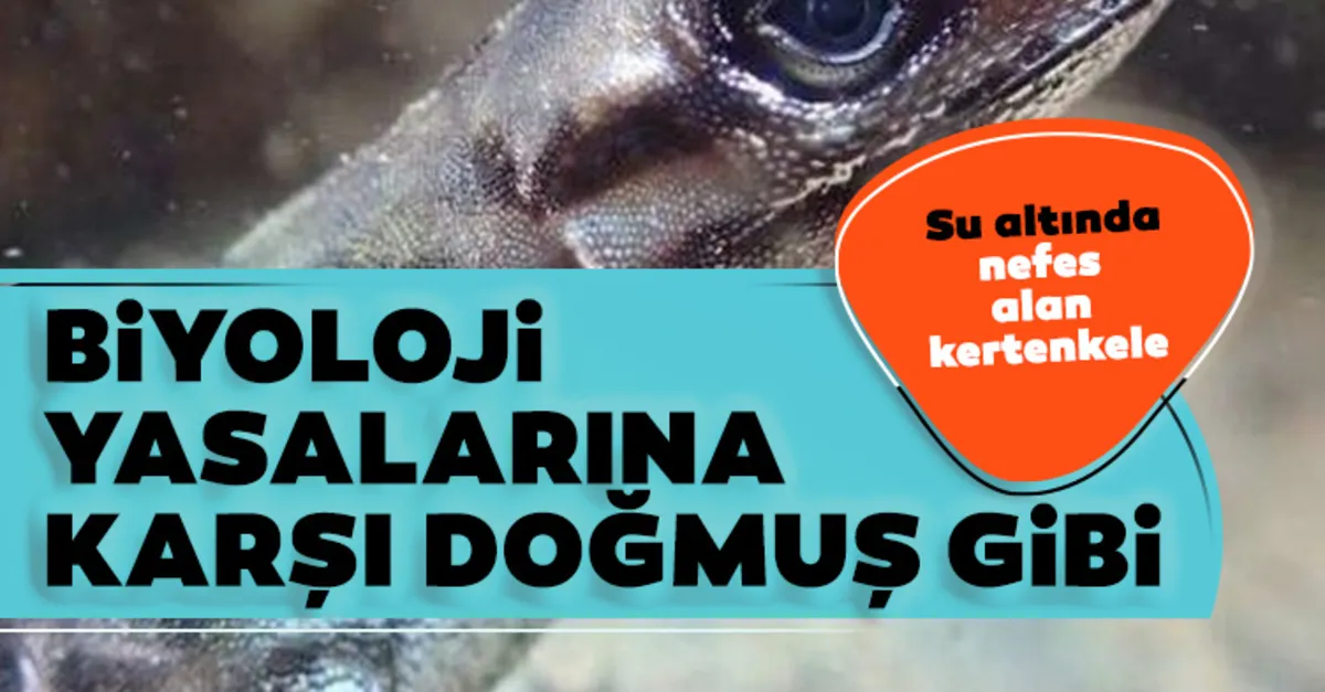 Bu Kertenkele T r Su Alt nda Nefes Alabiliyor Yakla k 18 Dakika Su bu-kertenkele-t-r-su-alt-nda-nefes-alabiliyor-yakla-k-18-dakika-su