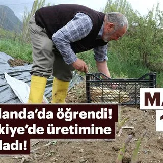 Köyüne dönen gurbetçi, kuşkonmaz üretimine başladı
