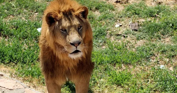 Gaziantep’te aslan kafesinden kaçmıştı: Sağlık durumu açıklandı