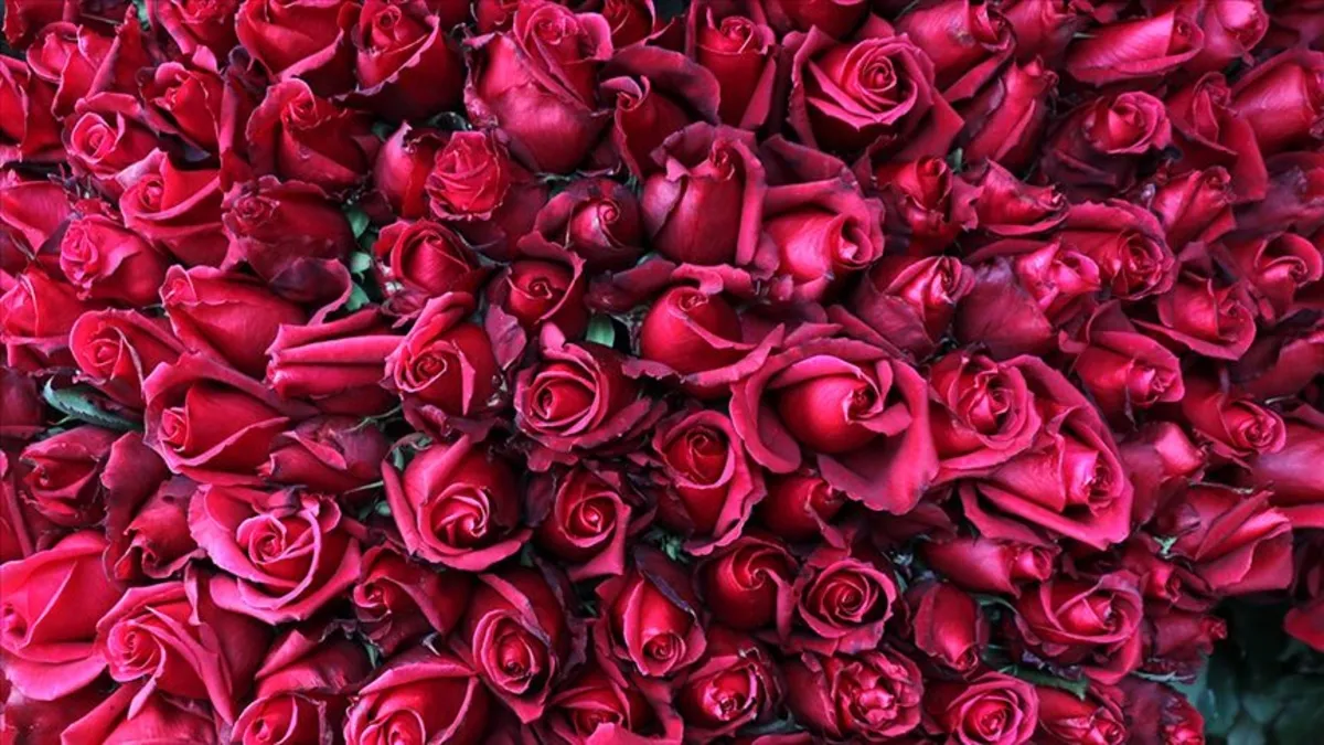 Türkiye’nin gül ticaret hacmi 18 milyon dolar Türkiye’nin gül ticaret hacmi 18 milyon dolar