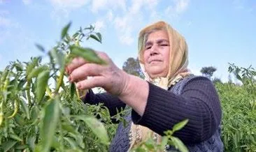 Kadın çiftçi, evine destek oluyor