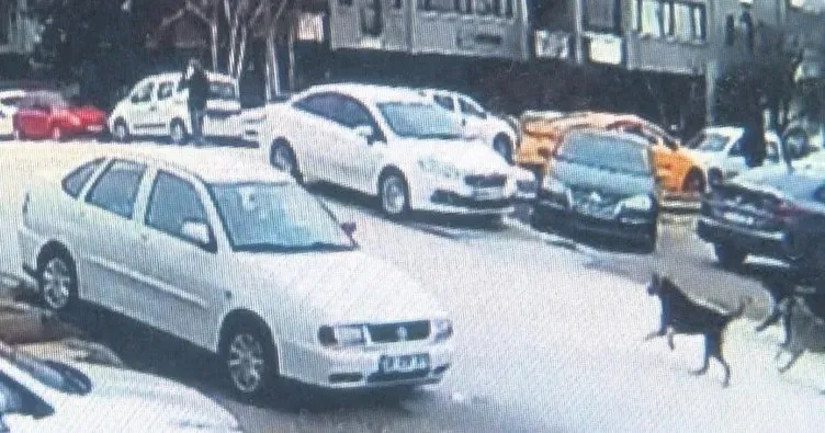 Başıboş köpeklerin saldırısına uğrayan akademisyen Meliha Yılmaz korku dolu anları anlattı: Her biri bedenimden parçalar koparmaya başladı…