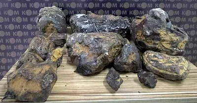 Bu kusmuğun değeri 10 milyon lira! Mersin’de ele geçirildi