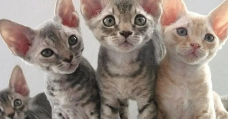 alerji yapmayan kedi diye bir sey yok saglik haberleri