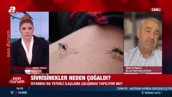 İstanbul'da sivrisinekler neden çoğaldı? İlaçlama çalışması zamanında yapılmadı mı? | Video