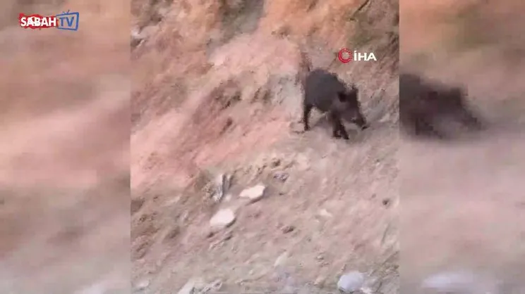 Aç kalan domuz sürüsünün çöpte yiyecek aradığı anlar kamerada | Video