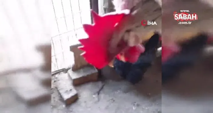 Elazığ’da şoke eden olay: ’Anne’ diye bağıran horoz 3 defa canını kurtardı | Video