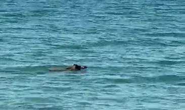 Akbük Sahili’nde ilginç anlar! Serinlemek isteyen domuz denize girdi | Video