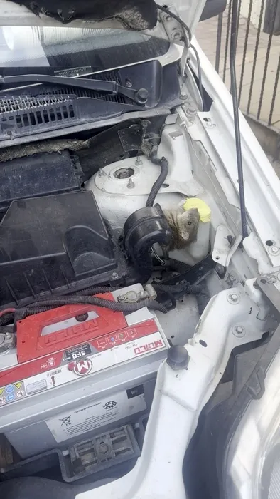 Aracın hava filtresine giren fare zor anlar yaşattı: Sürücünün çıkartma yöntemi ise yüzleri gülümsetti!