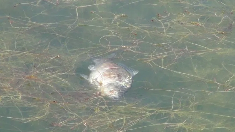 SON DAKİKA! Ünlü turizm merkezinde içler acısı manzara! Önlem alınmazsa yok olur