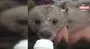Bebek bezli yavru ayı Yogi evin maskotu oldu | Video