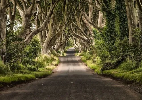 İrlanda’dan Büyüleyici Bir Ağaç Tüneli