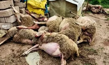 Kurt saldırısında 10 koyun öldü: Bu inanılacak bir şey değil! #kirklareli