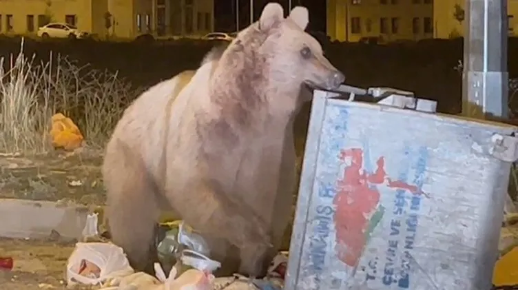 O ilçede sokak köpekleri yerine sokak ayıları var! Halk selfie çekip boz ayıları besliyor: Biz birbirimize alıştık