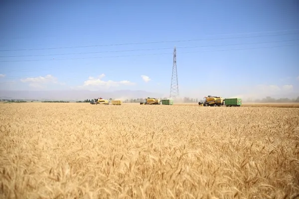 tescilli-alturna-tohumundan-yetistirilen-bugdayin-hasadi-yapildi-1754663990626.jpg