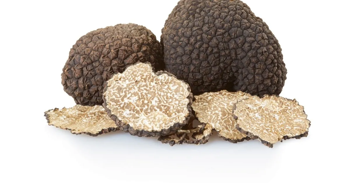 truf mantari nedir nerede yetisir