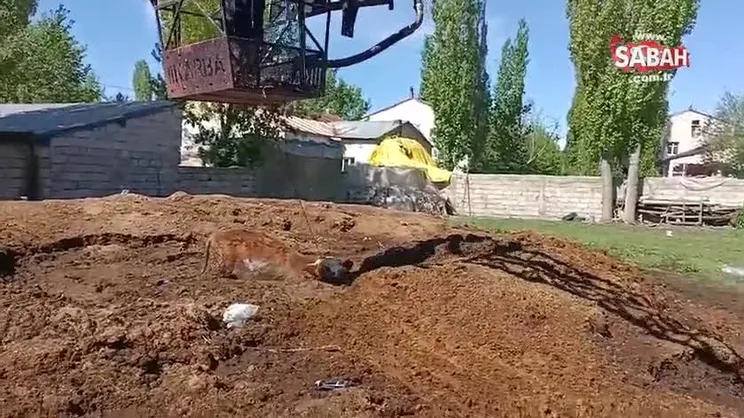 Ağrı'da bataklığa saplanan inekler itfaiye ekipleri tarafından kurtarıldı