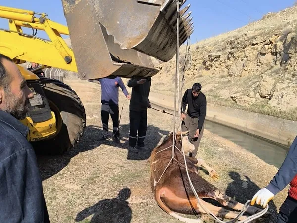 nusaybinde-sulama-kanalina-dusen-inek-bogulmak-uzereyken-kurtarildi-1736769566294.jpg