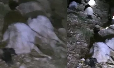 Van’da korkunç olay: 63 küçükbaş öldü çoban yaralı!