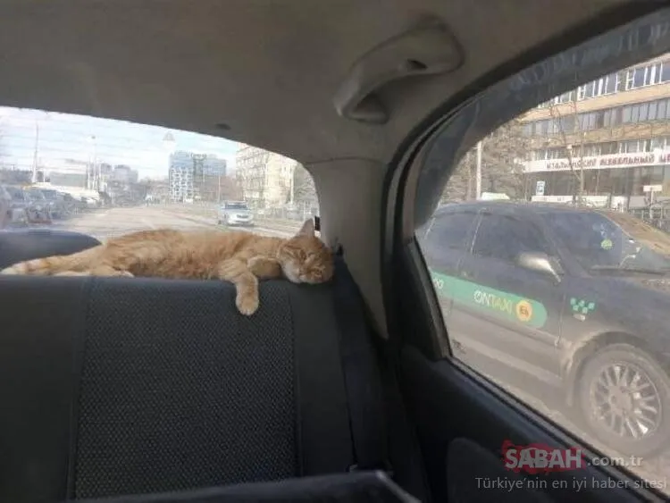 Ukrayna’nın en popüler taksisi: Kedili taksi