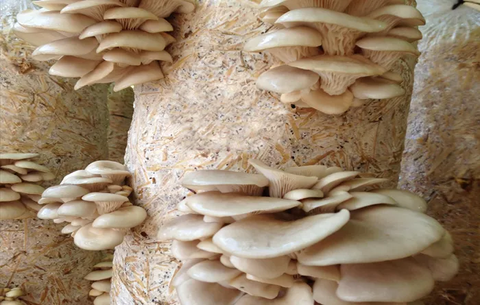 donanim satis plani yavas ilerleme agac mantari nasil yetisir lonegrovedentist com donanim satis plani yavas ilerleme agac mantari nasil yetisir lonegrovedentist com