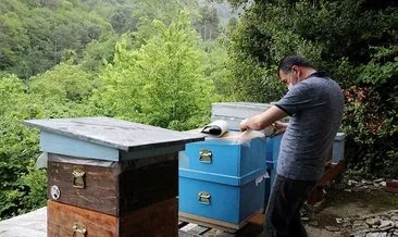 ’Katil’ gal arısı, Zonguldak’ta da görüldü