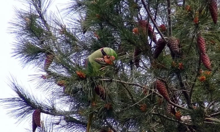 Avcılar’da ağaçlarda görülen papağanları mahalleli hayranlıkla izledi