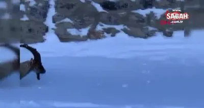 Hakkari’de yaban keçisinin karla mücadelesi böyle görüntülendi | Video