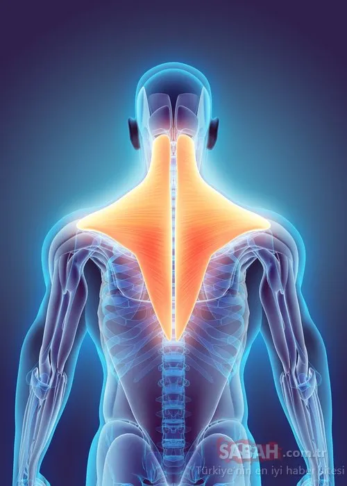 cocuklarda boyun egrilikleri neden olur sayfa 2 saglik haberleri