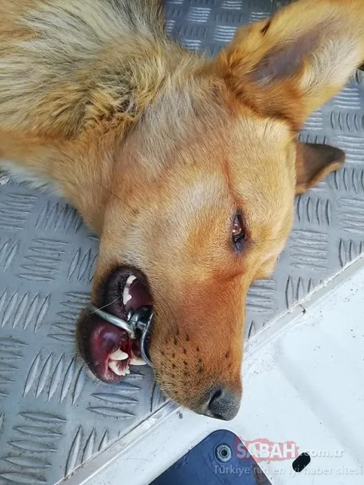 Ağzına çelik halka sıkışan köpeği, AFAD ekibi kurtardı