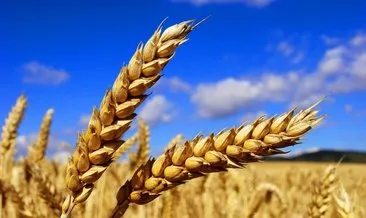 Euronext’te buğday fiyatı 10 ayın en düşük seviyesine indi