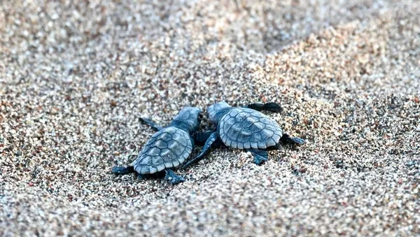 antalyada-caretta-caretta-yavrulari-denizle-bulustu-1784383005580.jpg