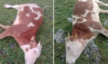 Ardahan'da akıl almaz olay! Yıldırım isabet eden 5 büyük baş telef oldu #ardahan