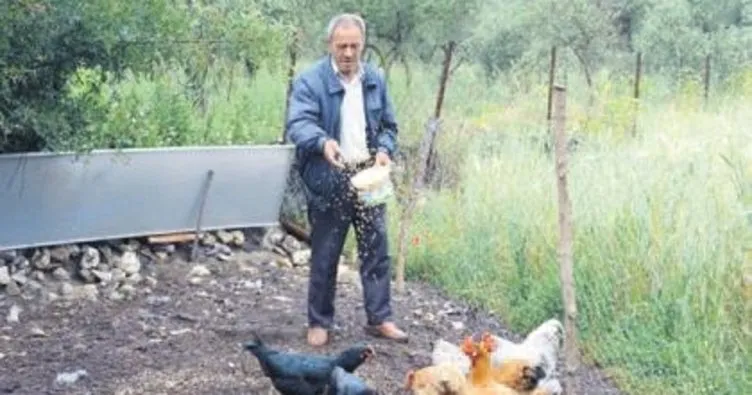 Komşunun bahçesine giren tavuklara ceza