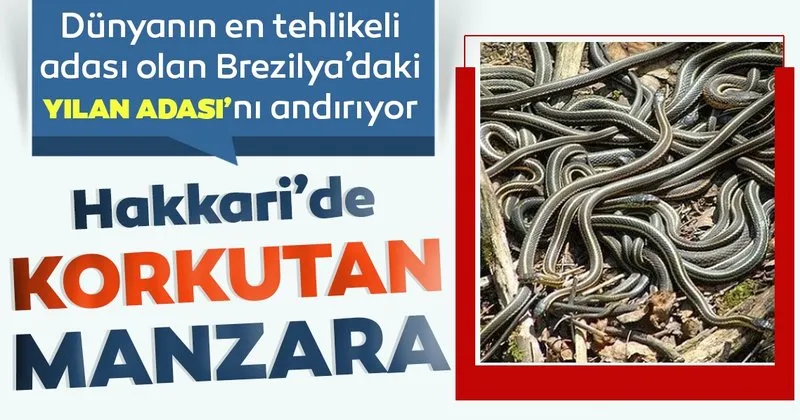 yilan adasi haberleri ve yilan adasi