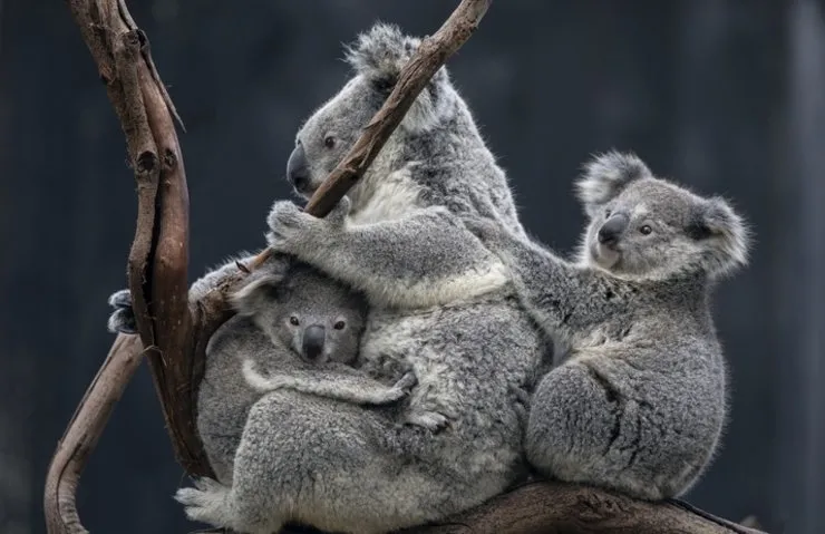 AVUSTRALYA’DA HELİKOPTERLE YAPILAN KOALA İTLAFI TEPKİ ÇEKTİ: YÜZLERCE YAVRU ANNESİZ KALDI