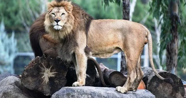 İzmir’de aslan dehşeti! İzmir’de aslan yavrusu yetişkin aslan tarafından öldürüldü
