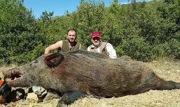Çiftçinin kabusu olan yaban domuzu avlandı