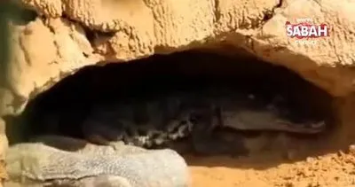 Vahşi doğanın acımasız yüzü! Komodo ejderi ve piton karşı karşıya: Beklenmedik son… | Video