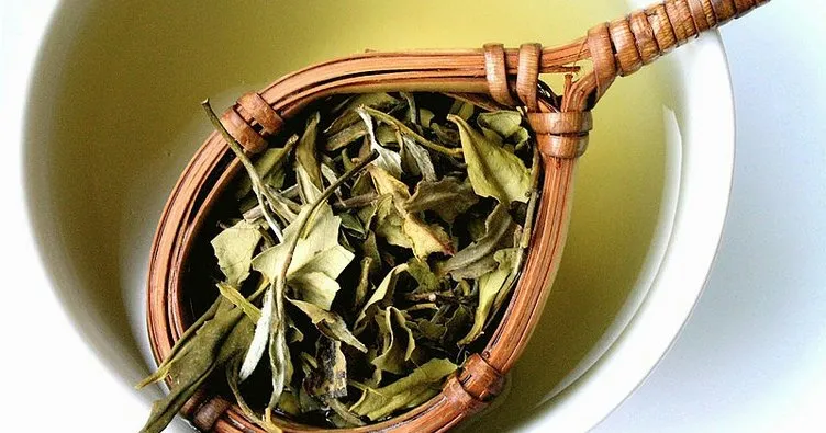 Beyaz çayın faydaları nelerdir? Beyaz çay nelere iyi gelir?