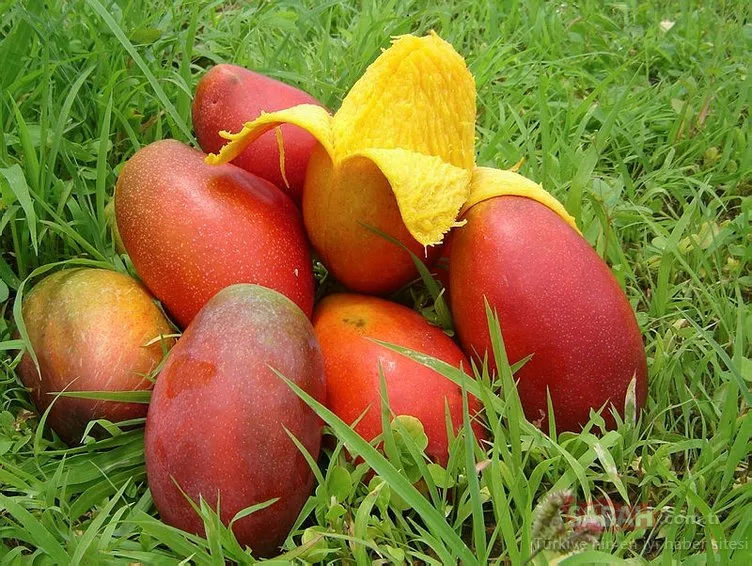 Kan hücreleri bu besine bayılıyor! İşte kansızlığa  iyi gelen mucize besin mangonun faydaları...