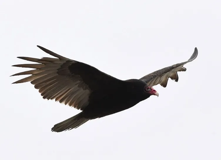 Akbabalar New York semalarında! Ceset kokusuna geliyorlar