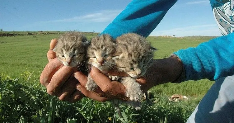 Diyarbakır’da bir yetişkin üç yavru leopar