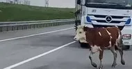 Sahibinden kaçan büyükbaş hayvan trafikte zor anlar yaşattı