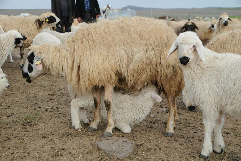 Tunceli'de 6 bin lira maaşla çalışacak eleman bulunamıyor - 2