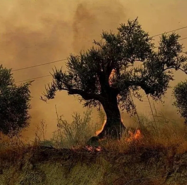 Son dakika! Hatay'daki yangında son durum! Bakan Pakdemirli'den yangında sabotaj iddialarına açıklama