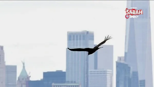 Ceset kokusu alan akbabalar New York’un üzerinde uçmaya başladı | Video